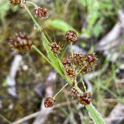 Luzula densiflora (Dense Wood-rush) at Stirling Park - 6 Oct 2022 by JaneR