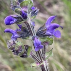 Salvia verbenaca var. verbenaca (Wild Sage) at Yarralumla, ACT - 6 Oct 2022 by JaneR