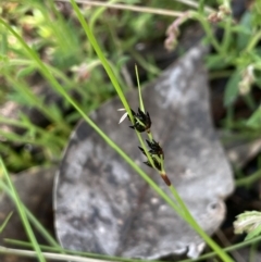 Schoenus apogon (Common Bog Sedge) at Stirling Park - 6 Oct 2022 by JaneR