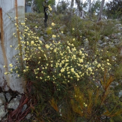 Pomaderris andromedifolia subsp. confusa at Borough, NSW - 5 Oct 2022 by Paul4K