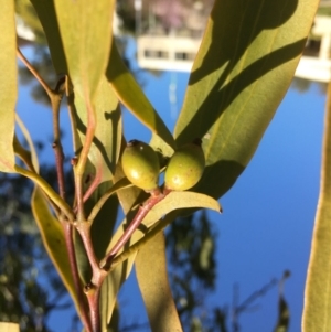 Amyema miquelii at Yarralumla, ACT - 2 Sep 2021