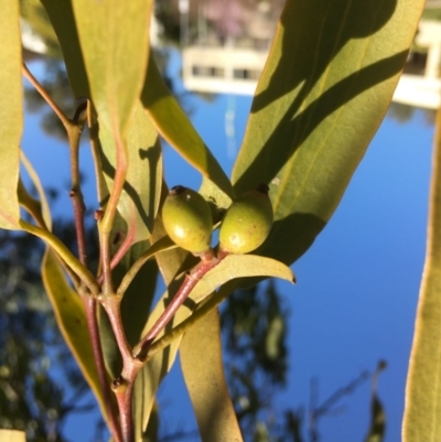 Amyema miquelii (Box Mistletoe) at Yarralumla, ACT - 1 Sep 2021 by grakymhirth@tpg.com