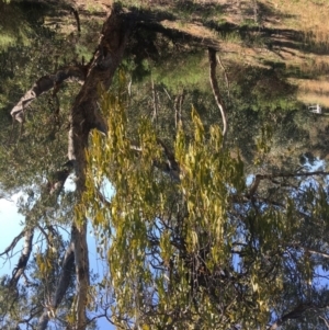 Amyema miquelii at Yarralumla, ACT - 2 Sep 2021