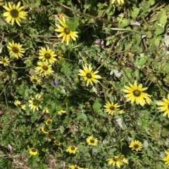 Arctotheca calendula (Capeweed, Cape Dandelion) at Yarralumla, ACT - 8 Oct 2021 by grakymhirth@tpg.com