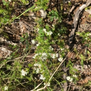 Asperula conferta at Yarralumla, ACT - 8 Oct 2021