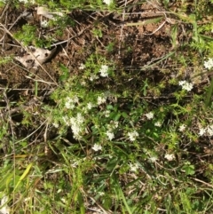 Asperula conferta at Yarralumla, ACT - 8 Oct 2021 03:22 PM