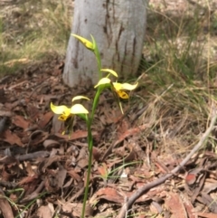 Diuris sulphurea (Tiger Orchid) at Yarralumla, ACT - 29 Oct 2021 by grakymhirth@tpg.com