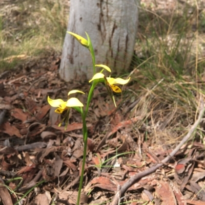 Diuris sulphurea (Tiger Orchid) at Stirling Park - 29 Oct 2021 by grakymhirth@tpg.com