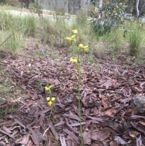 Diuris sulphurea at Yarralumla, ACT - 30 Oct 2021