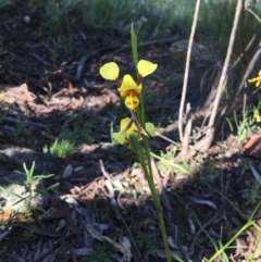 Diuris sulphurea at Yarralumla, ACT - 30 Oct 2021