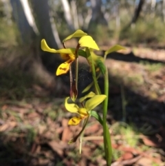 Diuris sulphurea at Yarralumla, ACT - 30 Oct 2021