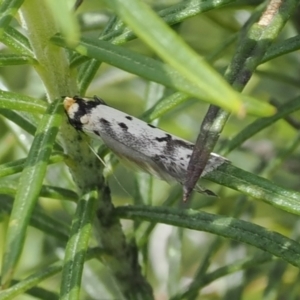 Philobota lysizona at Rendezvous Creek, ACT - 3 Oct 2022