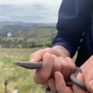 Lialis burtonis at Coree, ACT - 4 Oct 2022 12:28 PM