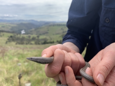 Lialis burtonis (Burton's Snake-lizard) at Coree, ACT - 4 Oct 2022 by Eland