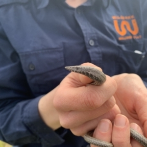 Lialis burtonis at Coree, ACT - 4 Oct 2022 12:28 PM
