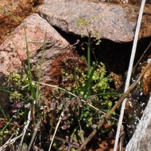 Adiantum aethiopicum at Rendezvous Creek, ACT - 3 Oct 2022