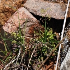 Adiantum aethiopicum at Rendezvous Creek, ACT - suppressed