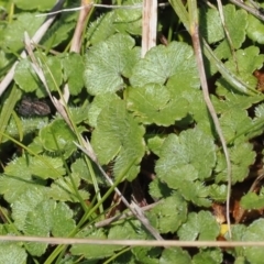 Hydrocotyle algida (Mountain Pennywort) at Rendezvous Creek, ACT - 3 Oct 2022 by RAllen