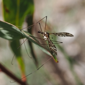 Ischnotoma (Ischnotoma) eburnea at Rendezvous Creek, ACT - 3 Oct 2022