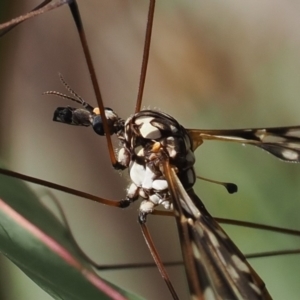 Ischnotoma (Ischnotoma) eburnea at Rendezvous Creek, ACT - 3 Oct 2022