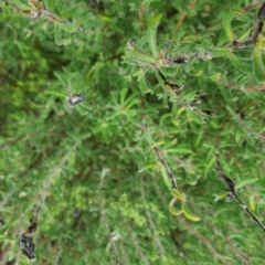 Persoonia rigida at Bungendore, NSW - 5 Oct 2022