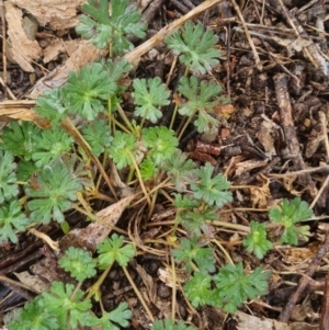 Geranium sp. at Bungendore, NSW - 5 Oct 2022 12:28 PM