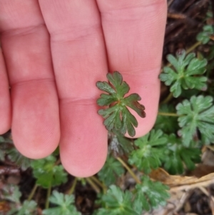 Geranium sp. at Bungendore, NSW - 5 Oct 2022 12:28 PM