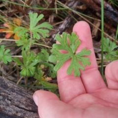 Geranium sp. at Bungendore, NSW - 5 Oct 2022