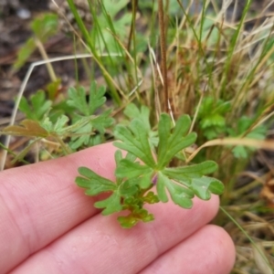 Geranium sp. at Bungendore, NSW - 5 Oct 2022 12:28 PM