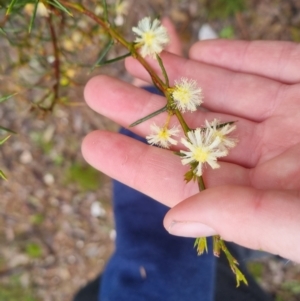 Acacia genistifolia at Bungendore, NSW - 5 Oct 2022 12:44 PM