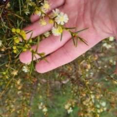 Acacia genistifolia at Bungendore, NSW - 5 Oct 2022