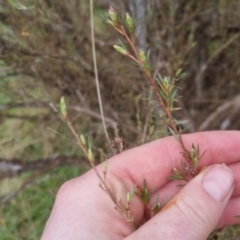 Kunzea ericoides (Burgan) at Bungendore, NSW - 5 Oct 2022 by clarehoneydove