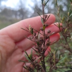 Kunzea ericoides at Bungendore, NSW - 5 Oct 2022 12:25 PM