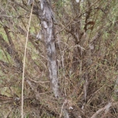 Kunzea ericoides at Bungendore, NSW - 5 Oct 2022 12:25 PM