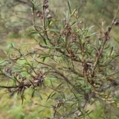 Kunzea ericoides at Bungendore, NSW - 5 Oct 2022 12:25 PM