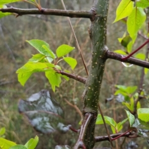 Pyrus sp. at Bungendore, NSW - 5 Oct 2022