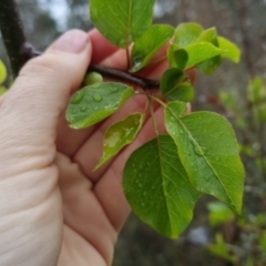 Pyrus sp. at Bungendore, NSW - 5 Oct 2022