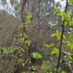 Pyrus sp. at Bungendore, NSW - 5 Oct 2022