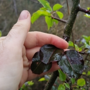 Pyrus sp. at Bungendore, NSW - 5 Oct 2022