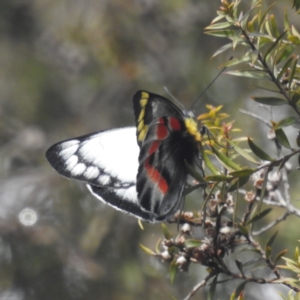 Delias harpalyce at Acton, ACT - 6 Oct 2022