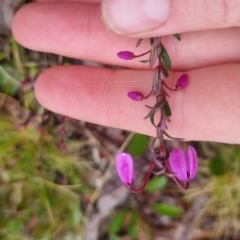 Tetratheca bauerifolia (Heath Pink-bells) at Bungendore, NSW - 4 Oct 2022 by clarehoneydove