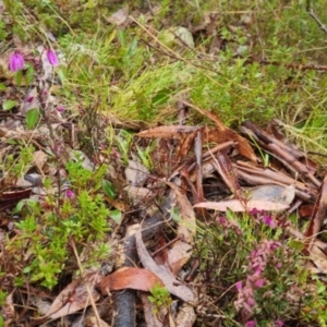 Tetratheca bauerifolia at Bungendore, NSW - 5 Oct 2022