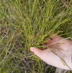 Exocarpos strictus at Bungendore, NSW - 5 Oct 2022