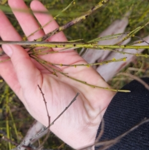 Exocarpos strictus at Bungendore, NSW - 5 Oct 2022