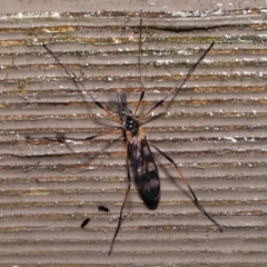 Gynoplistia (Gynoplistia) bella (A crane fly) at Acton, ACT - 6 Oct 2022 by TimL