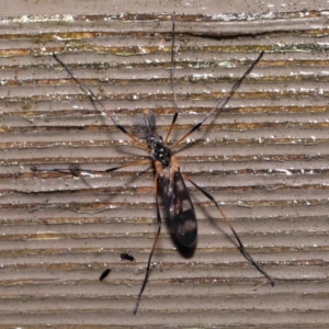 Gynoplistia (Gynoplistia) bella at Acton, ACT - 6 Oct 2022