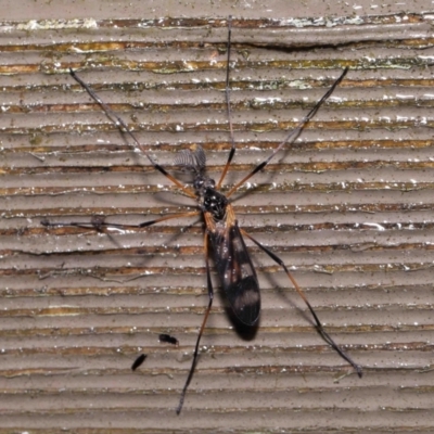 Gynoplistia (Gynoplistia) bella (A crane fly) at Acton, ACT - 6 Oct 2022 by TimL