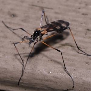 Gynoplistia (Gynoplistia) bella at Acton, ACT - 6 Oct 2022