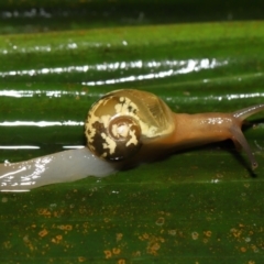 Mysticarion porrectus (Golden Semi-slug) at ANBG - 5 Oct 2022 by TimL