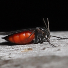 Sciaridae sp. (family) (Black fungus gnat) at Acton, ACT - 5 Oct 2022 by TimL